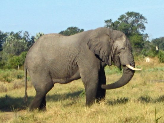 Африканський слон — Вікіпедія